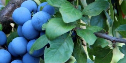 Šta se može pripremiti za zimu od trna (trna)